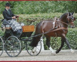stallion Lord Brown II (Sachs-door. Heavy Warmbl., 2002, from Lord I 1446)