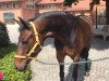 dressage horse Despina 52 (Hanoverian, 2012, from Destano)