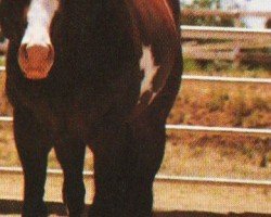 horse Zippo Sent Me (Paint Horse, 1992, from Zippo Pine Bar)