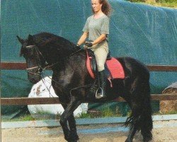 horse Lolita (Friese, 2003, from Keimpe 261)