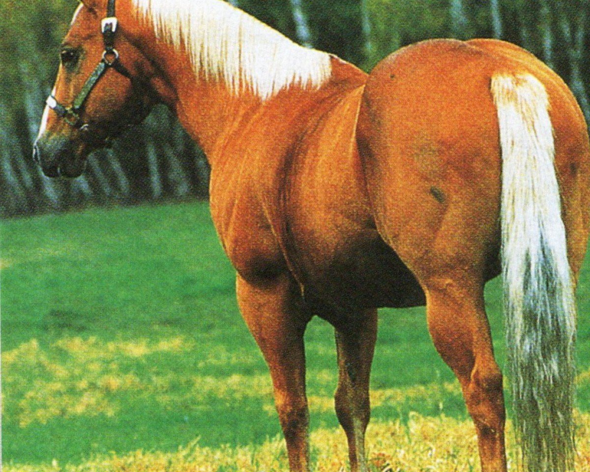 horse Chicks Command (Quarter Horse, 1979, from Fritz Command)