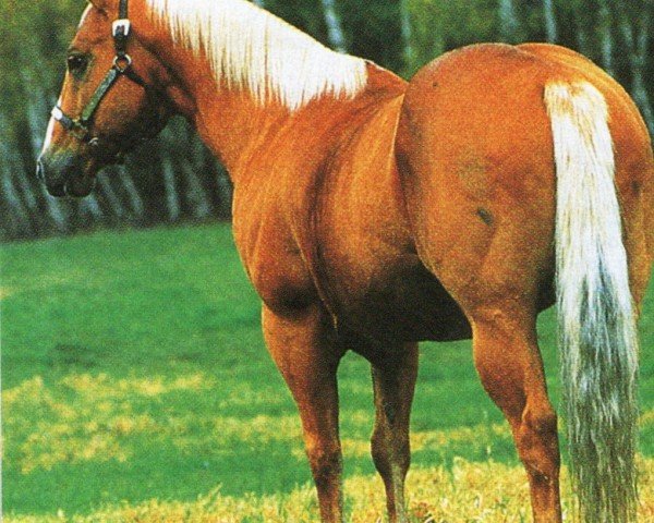 horse Chicks Command (Quarter Horse, 1979, from Fritz Command)