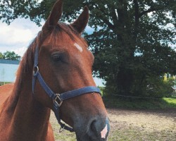 jumper Chesmu RS (Hanoverian, 2021, from Casalinos)