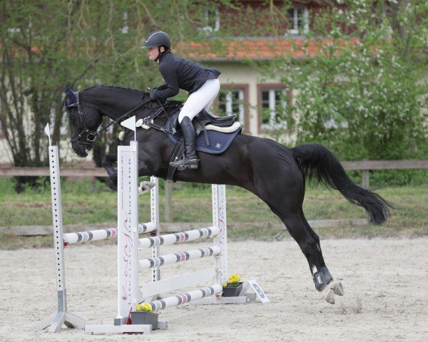 jumper Dark Denim (Oldenburg show jumper, 2011, from Diarado)