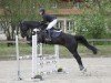 jumper Dark Denim (Oldenburg show jumper, 2011, from Diarado)