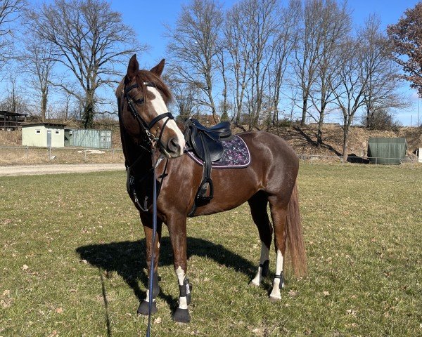 broodmare Fabjella Hit (Hanoverian, 2018, from Floris Prince)