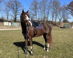 broodmare Fabjella Hit (Hanoverian, 2018, from Floris Prince)