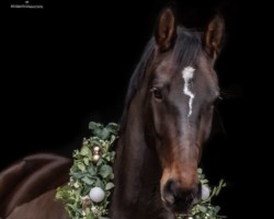 dressage horse Alexxie BE (Westphalian, 2018, from Asca Z)