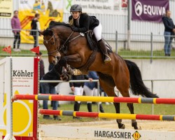 jumper Balou Star's Lasino (Oldenburg show jumper, 2015, from Balou Star)