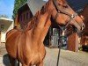jumper Chacca 2 (Hanoverian, 2007, from Chacco-Blue)