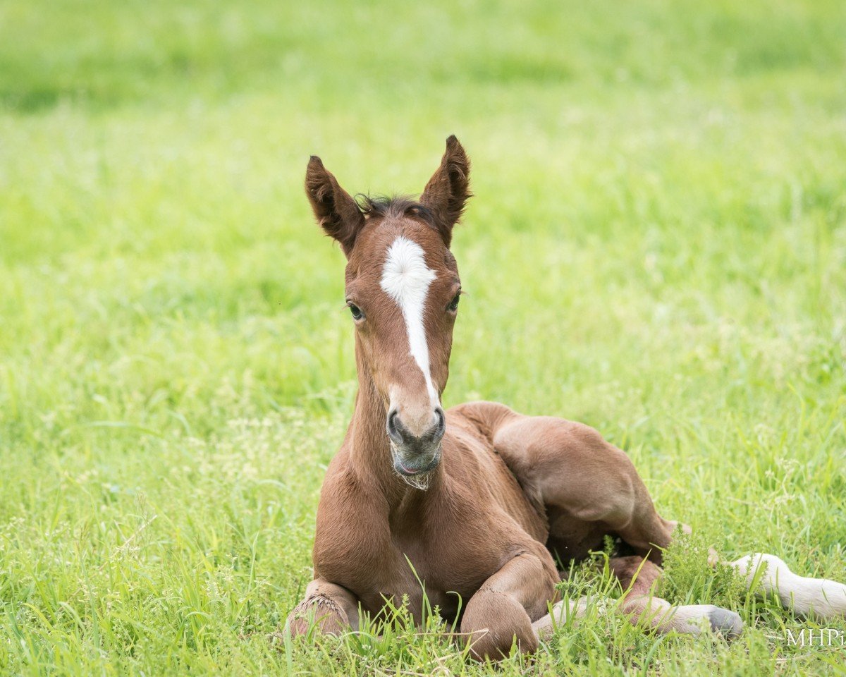 horse Tap to Open xx (Thoroughbred, 2023, from Tapit xx)