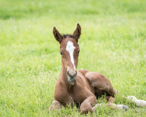 horse Tap to Open xx (Thoroughbred, 2023, from Tapit xx)