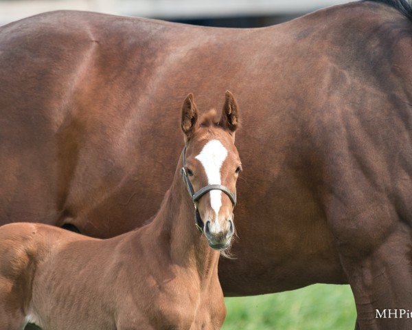 foal by Stute von Curlin xx (Thoroughbred, 2025, from Curlin xx)