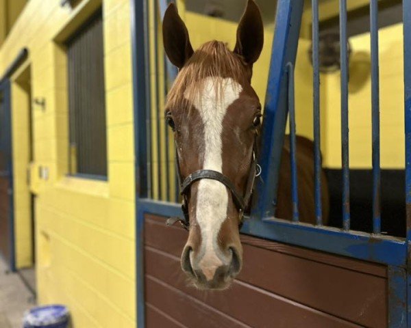 horse Hengst von Gun Runner xx (Thoroughbred, 2024, from Gun Runner xx)