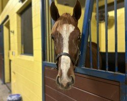 horse Hengst von Gun Runner xx (Thoroughbred, 2024, from Gun Runner xx)