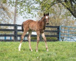 foal by Stute von Not This Time xx (Thoroughbred, 2025, from Not This Time xx)