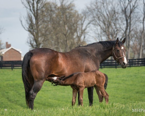 Fohlen von Stute von Gun Runner xx (Englisches Vollblut, 2025, von Gun Runner xx)