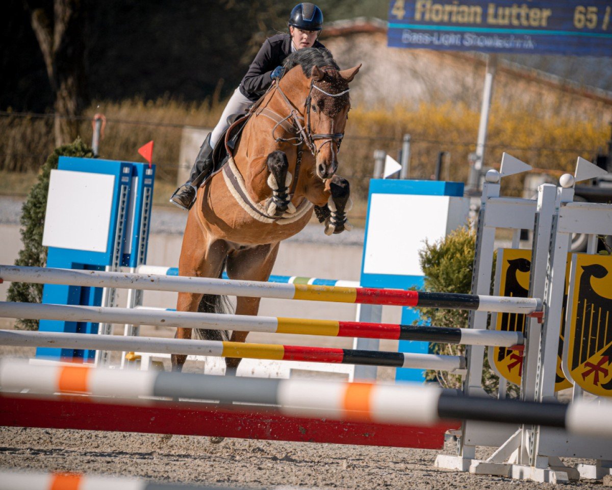 Springpferd Laredo 218 (Deutsches Sportpferd, 2013, von Light Star)