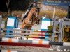 Springpferd Laredo 218 (Deutsches Sportpferd, 2013, von Light Star)