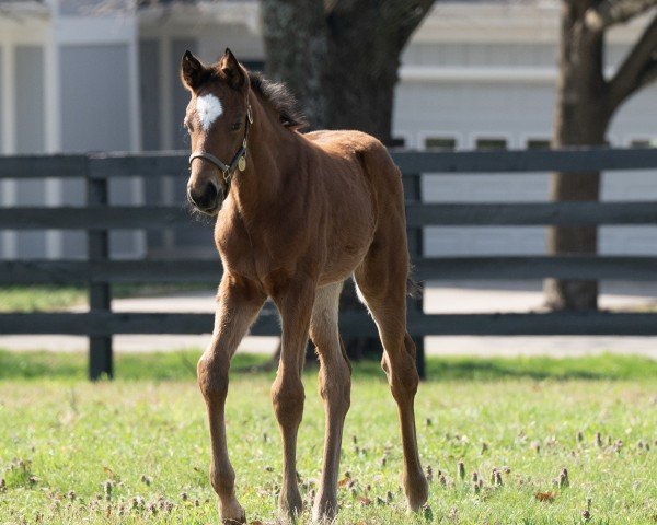 foal by Stute von Street Sense xx (Thoroughbred, 2025, from Street Sense xx)
