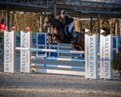 jumper Stella 852 (Hanoverian, 2006, from Stalypso)