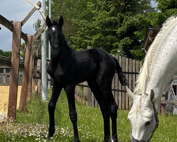 horse Cometin (Westphalian, 2022, from Contendro I)