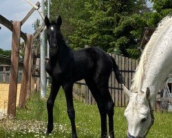 horse Cometin (Westphalian, 2022, from Contendro I)