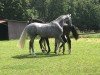 Springpferd Diego Von Peckelsheim (Westfale, 2017, von Dieu-Merci van T&L)