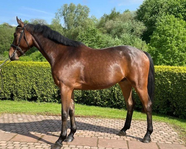 jumper Vivant de Luxe (Westphalian, 2019, from Vivant)