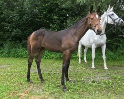 jumper Catokia von Peckelsheim (Westphalian, 2021, from Catoki)