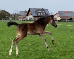 Springpferd Evita D (Westfale, 2024, von Ermitage Kalone)