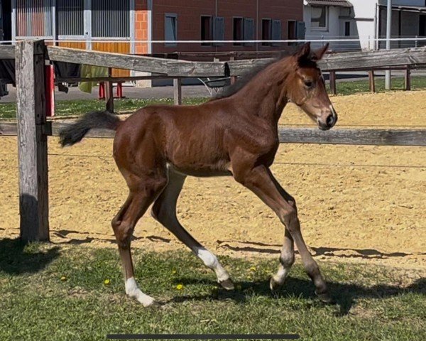 foal by Elsa von Peckelsheim (Westphalian, 2025, from Ermitage Kalone)