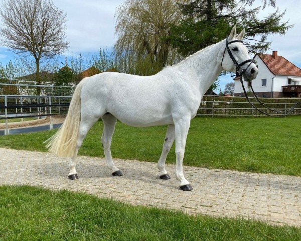 broodmare Blixem (KWPN (Royal Dutch Sporthorse), 2006, from Clinton)