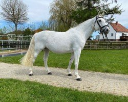 broodmare Blixem (KWPN (Royal Dutch Sporthorse), 2006, from Clinton)