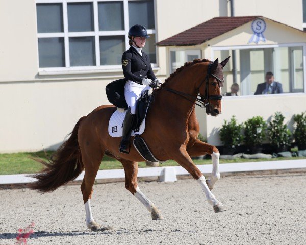 Dressurpferd Zhaviero (Holsteiner, 2013, von Zhivago)