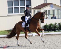 dressage horse Zhaviero (Holsteiner, 2013, from Zhivago)