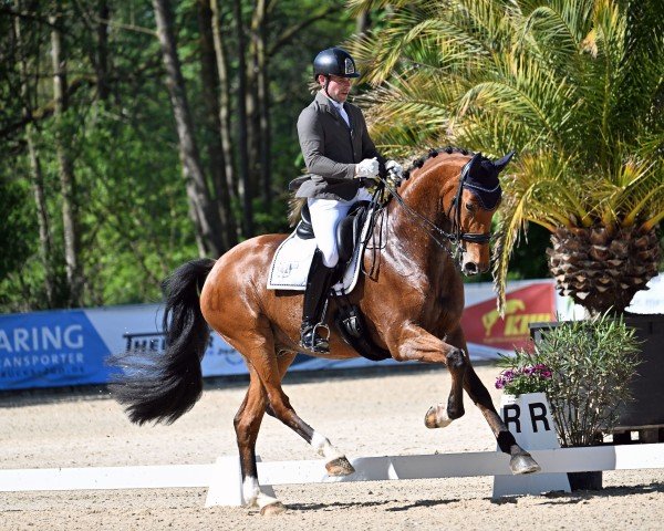 dressage horse Road Runner (Hanoverian, 2018, from Rocco Granata)