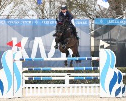 jumper Dia Blue (Oldenburg show jumper, 2013, from Diarado)