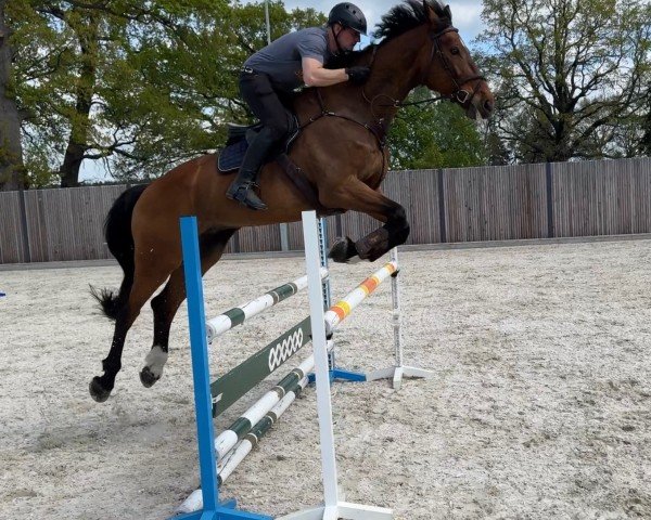 jumper Long Pezi (German Sport Horse, 2014, from Lord Pezi)