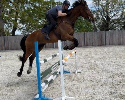 jumper Long Pezi (German Sport Horse, 2014, from Lord Pezi)
