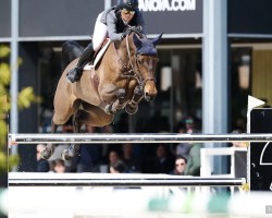 jumper H&M Bahia (Danish Warmblood, 2014, from Baloubet du Rouet)