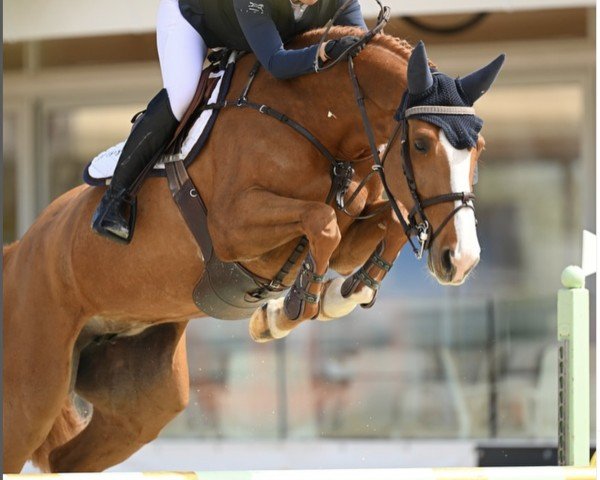 jumper Juni de Prepinson (Selle Français, 2019, from Silver Deux de Virton)