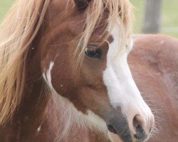 Pferd Threestars Cita Mai (Welsh Mountain Pony (Sek.A), 2015, von Dirion Cymro Aur)