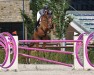 jumper Touch of Diamond (Swedish Warmblood, 2015, from Diamantino)