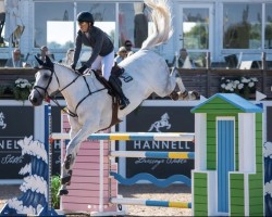 jumper Carmega (Swedish Warmblood, 2017, from VDL Cardento 933)