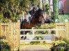 Springpferd Galaxy Girl (Schwedisches Warmblut, 2016, von L.b. Casanova)
