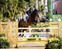 Springpferd Galaxy Girl (Schwedisches Warmblut, 2016, von L.b. Casanova)