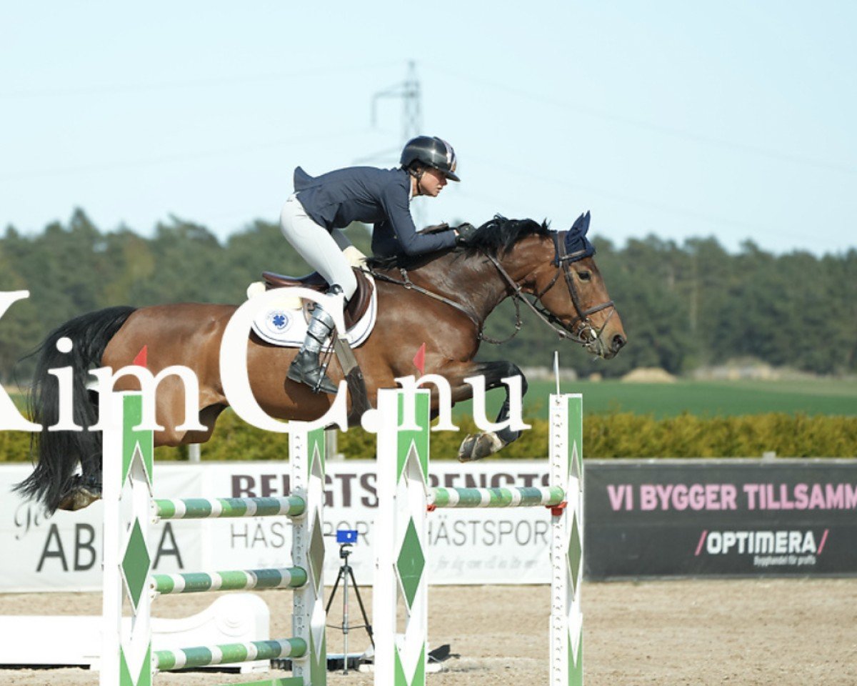 jumper Camblin Colorado (Irish Sport Horse, 2016, from Amaretto D'Arco)