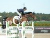 Springpferd Camblin Colorado (Irish Sport Horse, 2016, von Amaretto D'Arco)