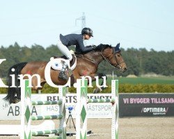 jumper Camblin Colorado (Irish Sport Horse, 2016, from Amaretto D'Arco)